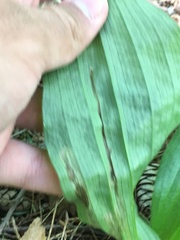 Parallelomma vittatum