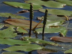 Potamogeton natans