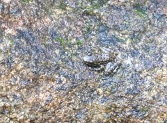 Amolops hongkongensis