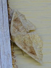 Eutrapela clemataria