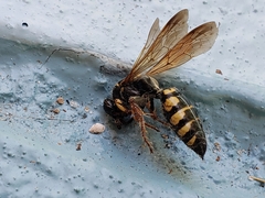 Myzinum quinquecinctum