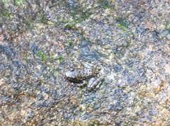 Amolops hongkongensis