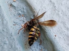Myzinum quinquecinctum