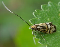 Nemophora bellela