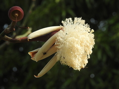 Pseudobombax munguba