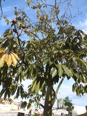 Pseudobombax munguba