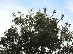 Pseudobombax munguba