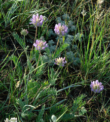 Astragalus laxmannii