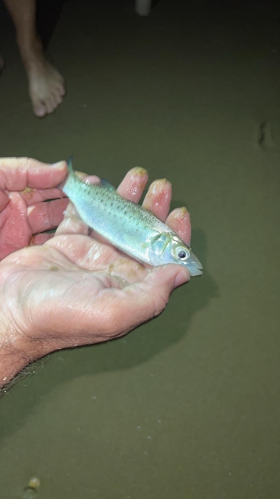 Levrek (Dicentrarchus labrax)