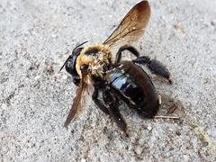 Xylocopa virginica image