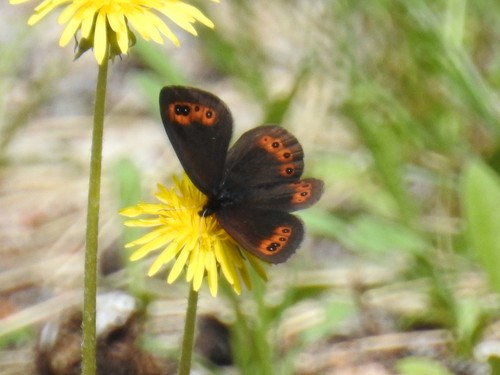 Common Alpine photo 5