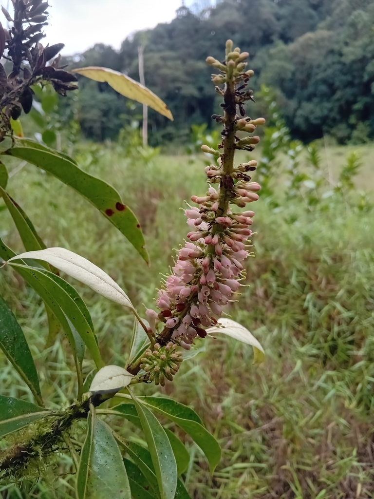 Hymenodictyon biafranum