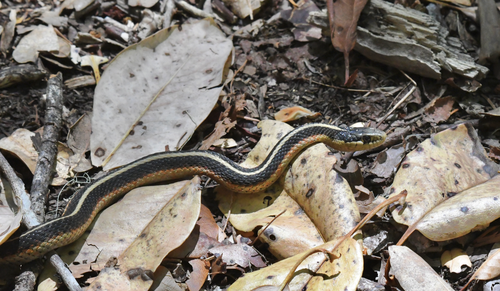 iNaturalist observation photo of Western Terrestrial Garter Snake