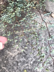 Argyrochosma microphylla