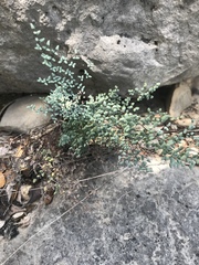 Argyrochosma microphylla