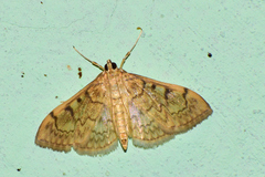 Herpetogrammatini