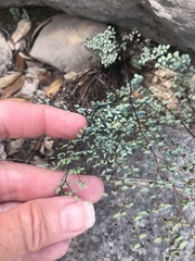 Argyrochosma microphylla