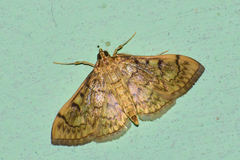 Herpetogrammatini