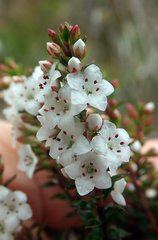 Epacris pauciflora