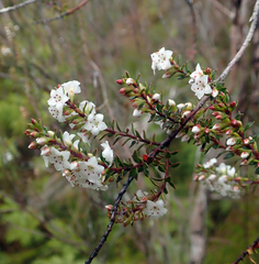 Epacris pauciflora