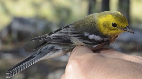 iNaturalist observation photo of Townsend's × Hermit Warbler