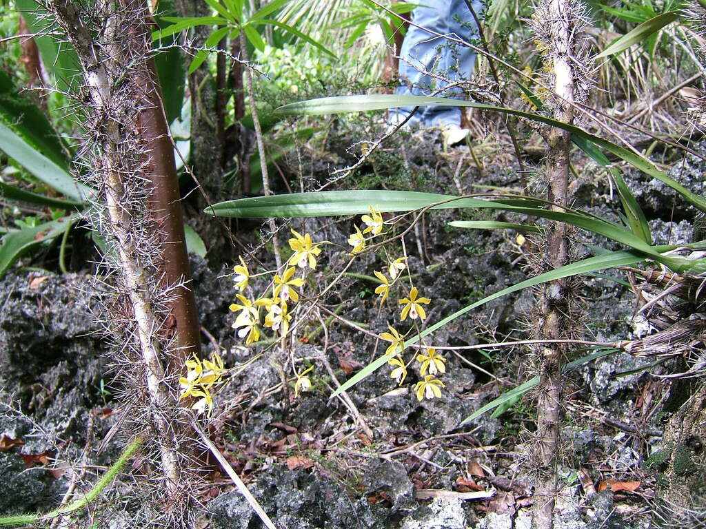 Encyclia kingsii (C.D.Adams) Nir 2