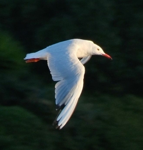Slender-billed Gull (Chroicocephalus genei), photo 7