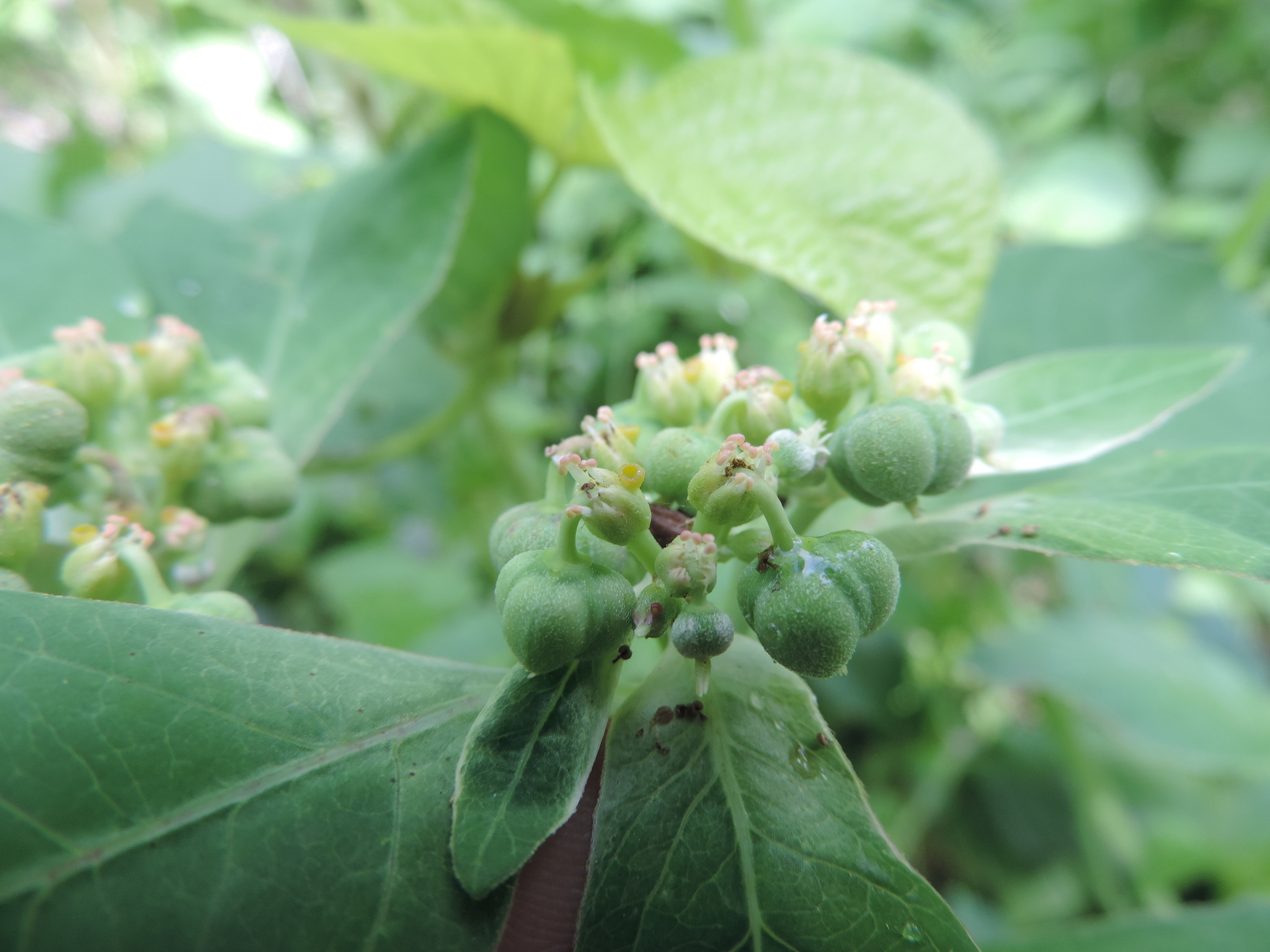 Euphorbia zonosperma