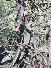 Cabobanthus polysphaerus