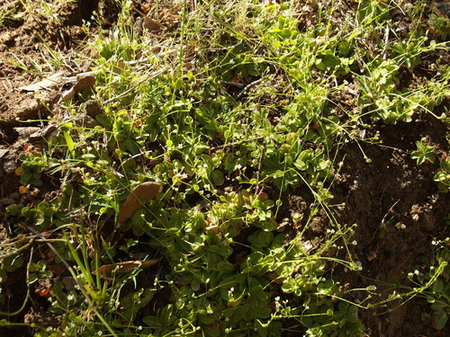 Image of Samolus vagans by (c) Sue Carnahan, some rights reserved (CC BY)