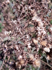 Cabobanthus polysphaerus