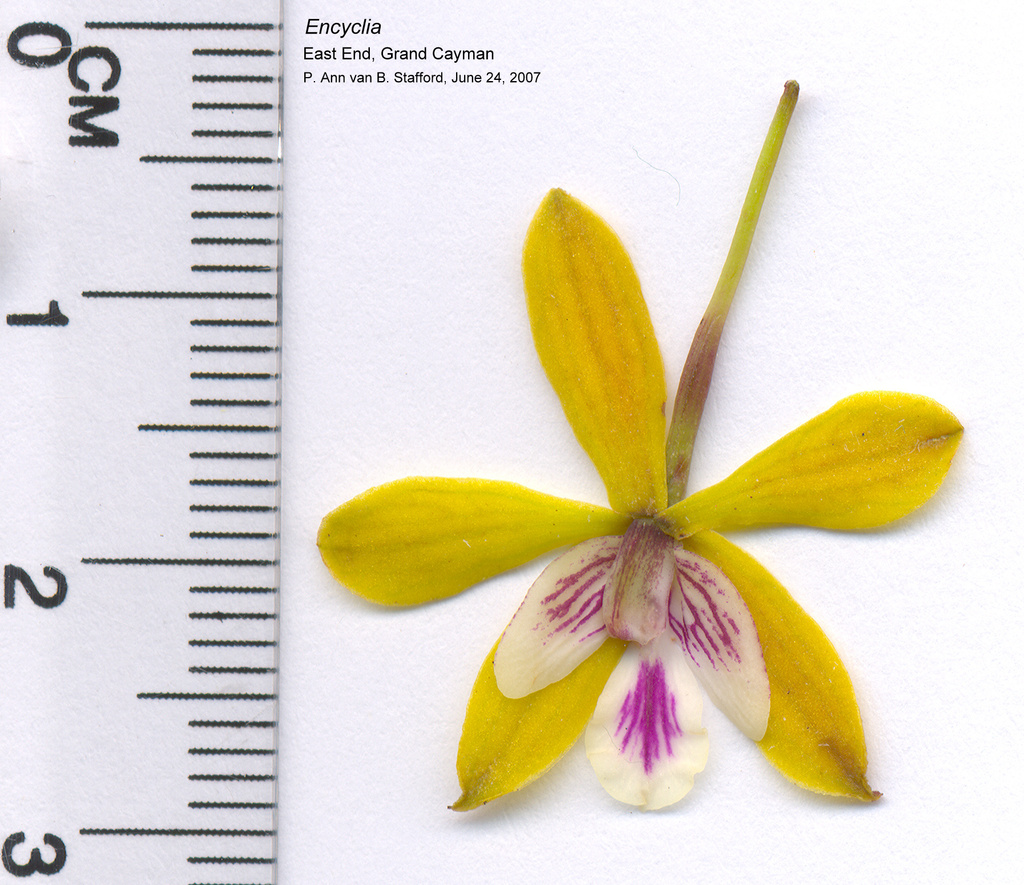 Encyclia kingsii (C.D.Adams) Nir