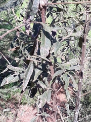 Cabobanthus polysphaerus