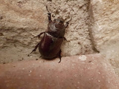 Oryctes nasicornis grypus