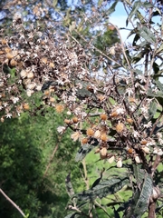 Cabobanthus polysphaerus