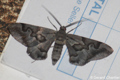 Hypochrosis binexata