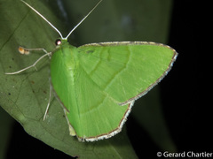 Ornithospila succincta