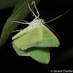 Ornithospila succincta