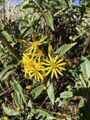 Dendrophorbium