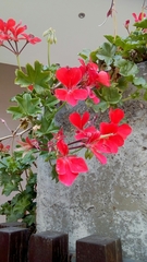 Ciconium