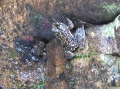 Amolops hongkongensis