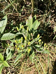 Dendrophorbium