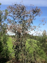 Cabobanthus polysphaerus