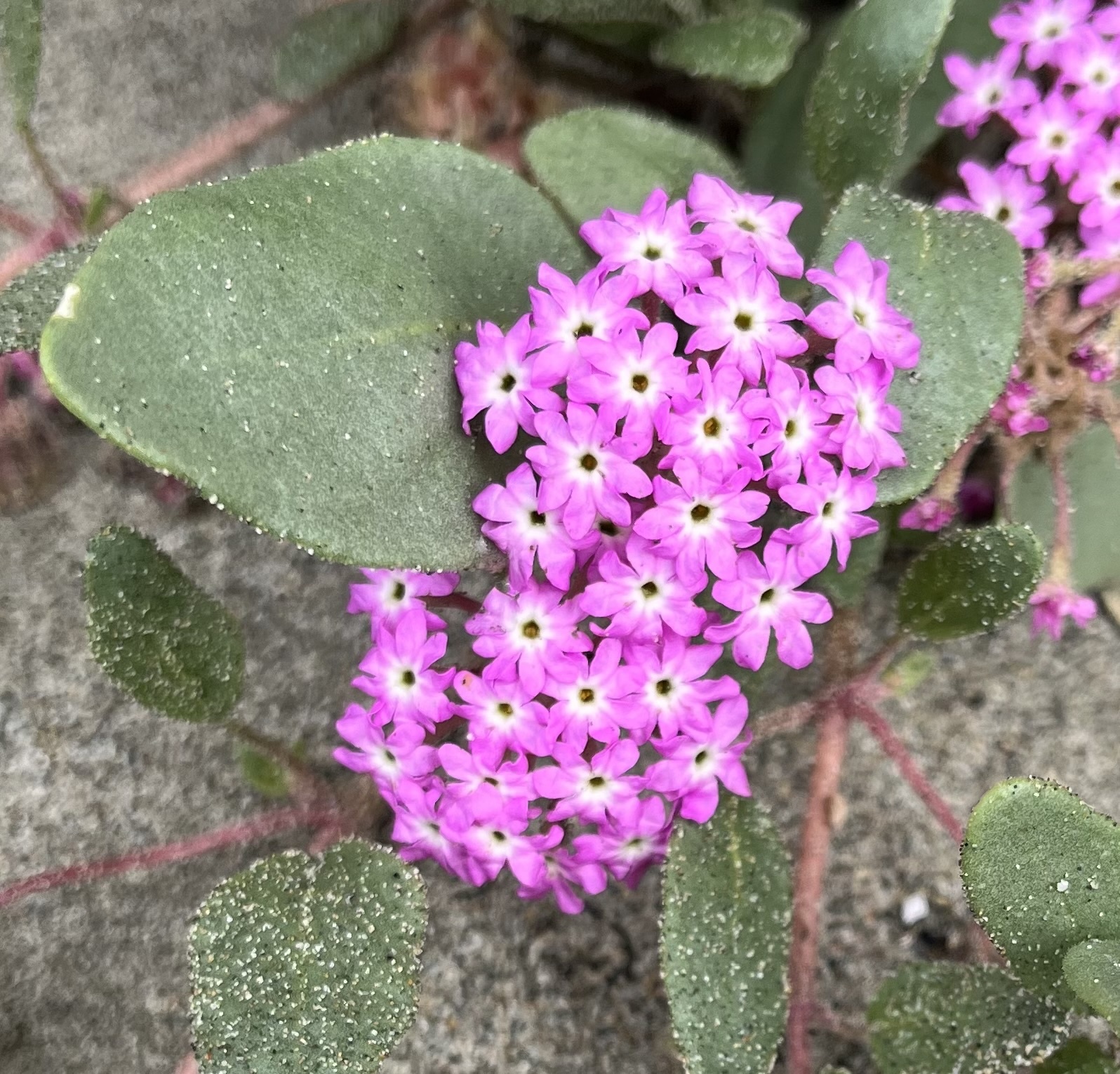 Abronia umbellata