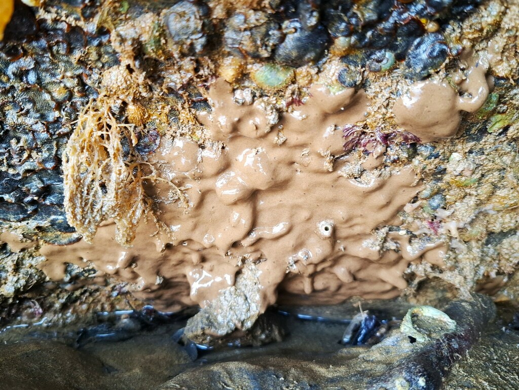 Ascidian