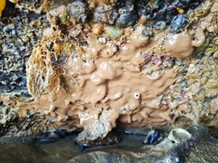 Ascidian photo 1