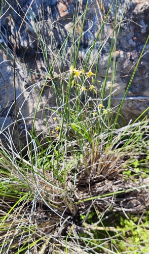 Image of Melasphaerula graminea by (c) Andreas Schneider, some rights reserved (CC BY)