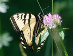 Papilio canadensis
