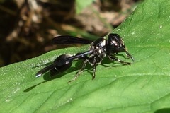 Zethus spinipes spinipes