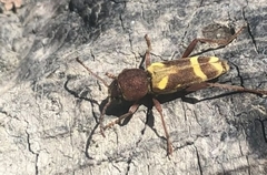 Xylotrechus insignis